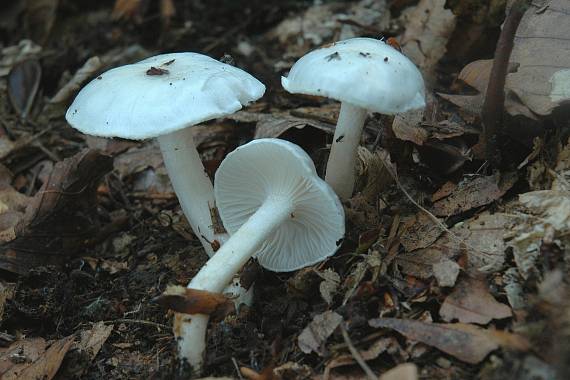 šťavnačka Hygrophorus sp.