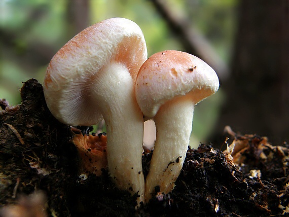 strapcovka Hypholoma sp.