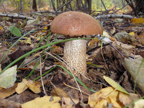 kozák dubový Leccinum aurantiacum (Bull.) Gray