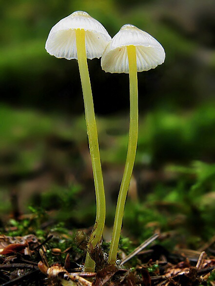 prilbička slizká Mycena epipterygia (Scop.) Gray