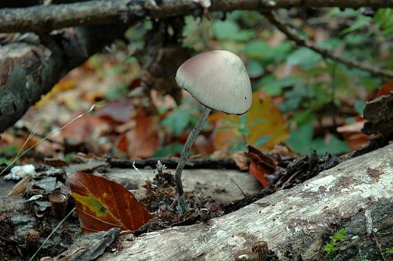 holohlavec Psilocybe sp.