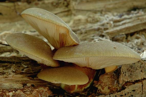 pňovka neskorá Sarcomyxa serotina (Pers.) P. Karst.