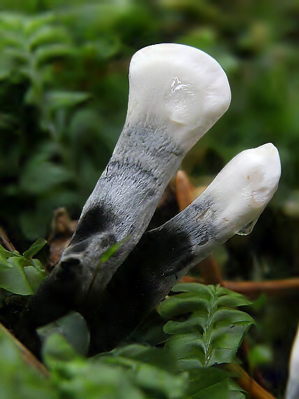 drevnatec parohatý Xylaria hypoxylon (L.) Grev.