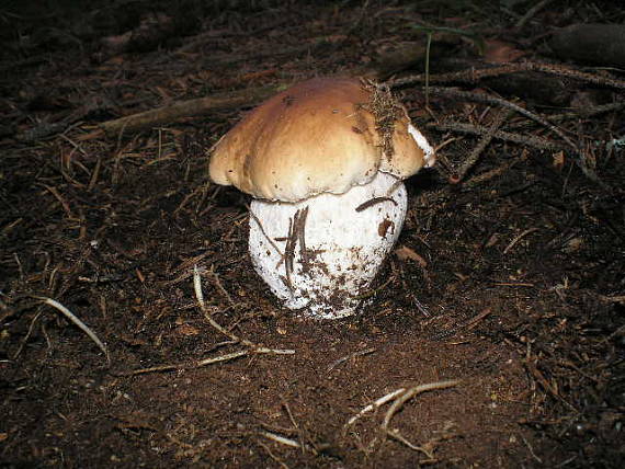 hríb smrekový Boletus edulis Bull.