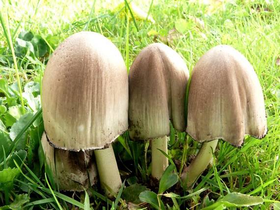 hnojník inkoustový - Hnojník atramentový Coprinopsis atramentaria (Bull.) Redhead, Vilgalys & Moncalvo