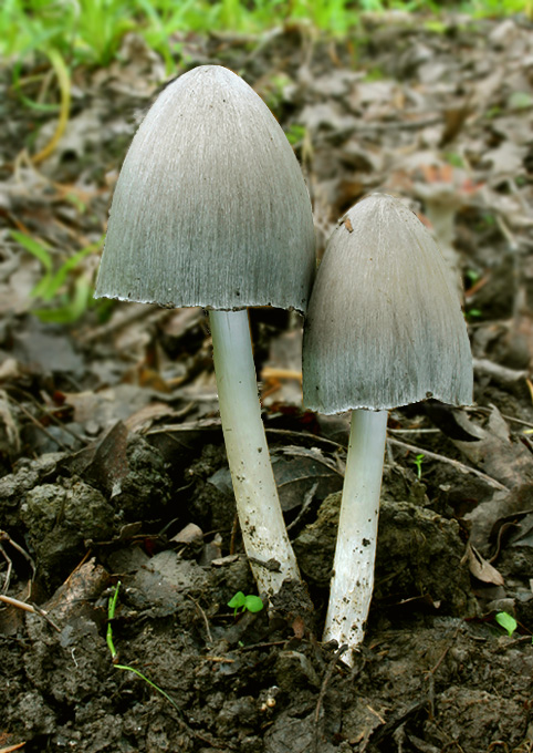 hnojník Coprinus sp.