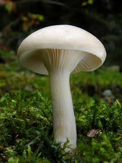 šťavnačka voňavá Hygrophorus agathosmus (Fr.) Fr.