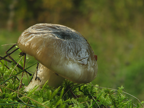 šťavnačka Hygrophorus sp.