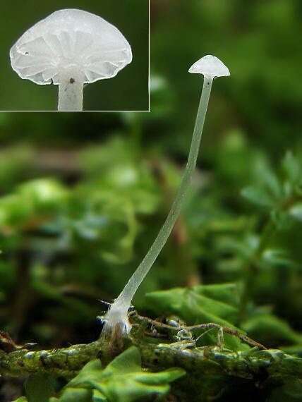 prilbička Mycena sp.