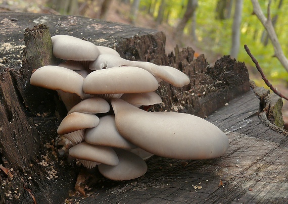 hliva ustricovitá Pleurotus ostreatus (Jacq.) P. Kumm.