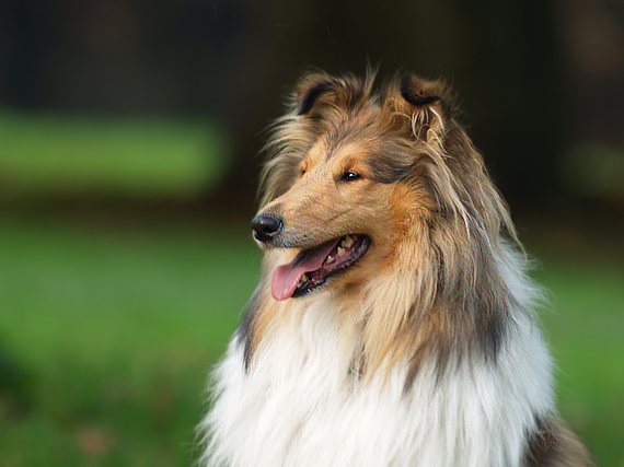 lassie II