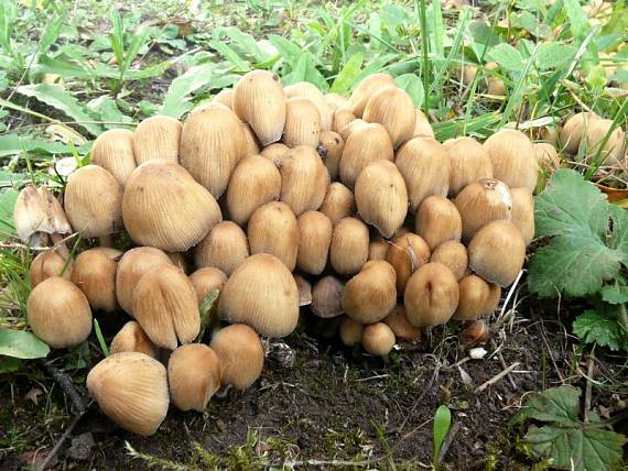 hnojník třpytivý - Hnojník ligotavý Coprinellus micaceus (Bull.) Vilgalys, Hopple & Jacq. Johnson