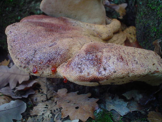 pečeňovec dubový Fistulina hepatica (Schaeff.) With.