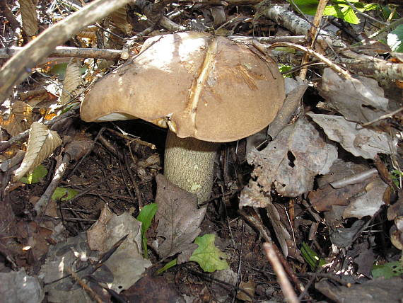 kozák hrabový Leccinum pseudoscabrum (Kallenb.) Šutara