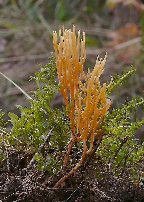 pastrapačka Ramariopsis crocea (Pers.) Corner