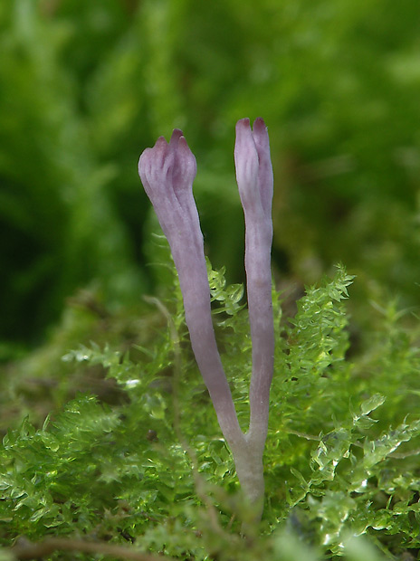 pastrapačka fialová Ramariopsis pulchella (Boud.) Corner