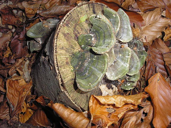 trúdnikovec Trametes sp.