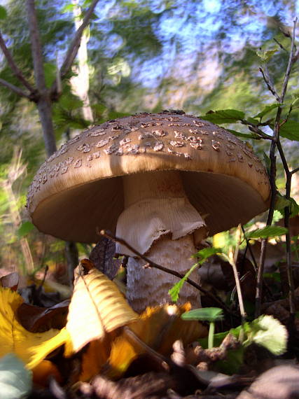 muchotrávka hrubá Amanita excelsa (Fr.) Bertill.