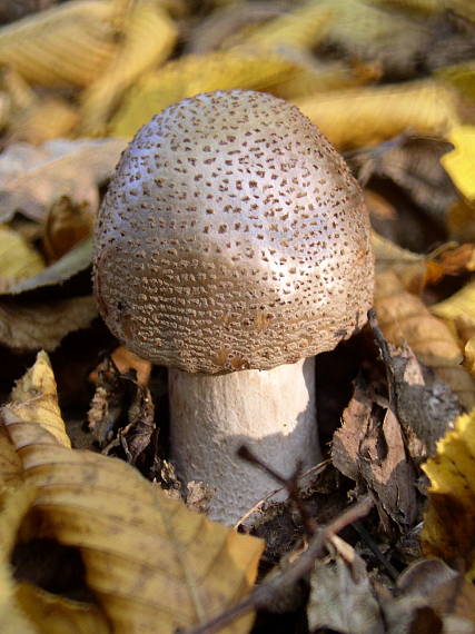 muchotrávka červenkastá Amanita rubescens Pers.