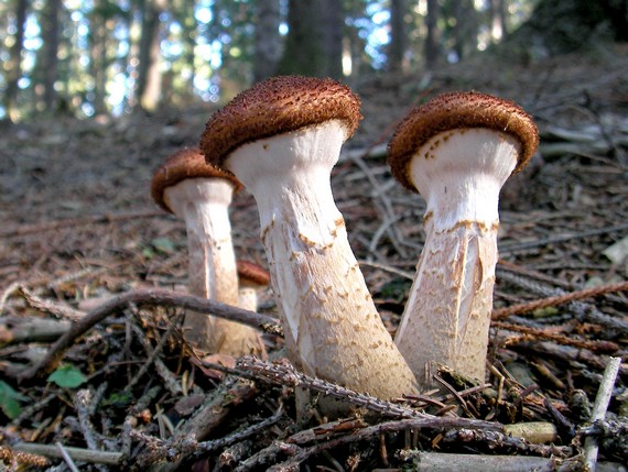 podpňovka tmavá Armillaria ostoyae (Romagn.) Herink