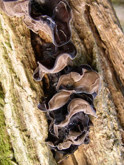 uchovec bazový Auricularia auricula-judae (Bull.) Quél.