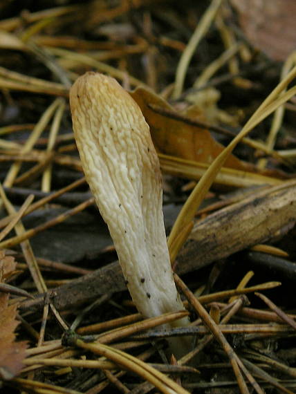 konárovka vráskavá Clavulina rugosa (Bull.) J. Schröt.