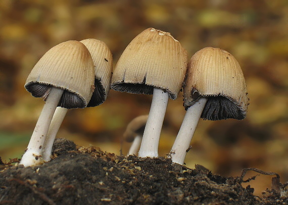 hnojník Coprinus sp.