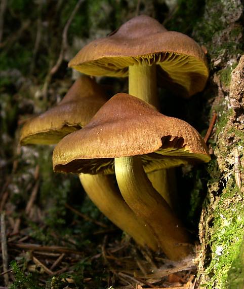 pavučinovec Cortinarius sp.