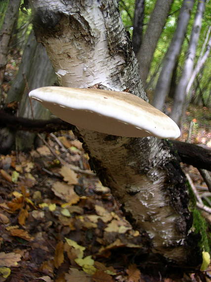 brezovník obyčajný Fomitopsis betulina (Bull.) B.K. Cui, M.L. Han & Y.C. Dai