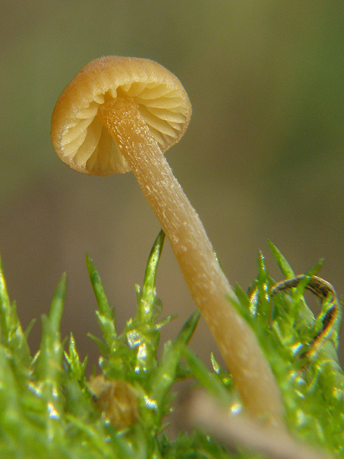 kapucňovka Galerina sp.