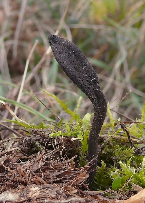 jazýček hnedočierny Geoglossum nigritum  (Fr.) Cooke