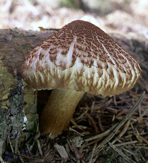 vláknica Bongardova Inosperma bongardii (Weinm.) Matheny & Esteve-Rav.