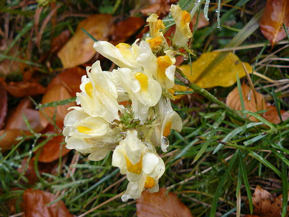 pyštek obyčajný Linaria vulgaris Mill.