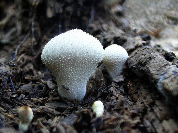 prášnica bradavičnatá Lycoperdon perlatum Pers.