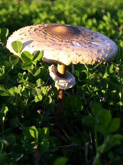 bedľa vysoká Macrolepiota procera (Scop.) Singer