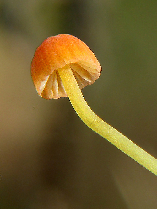 prilbička ihličková Mycena acicula (Schaeff.) P. Kumm.