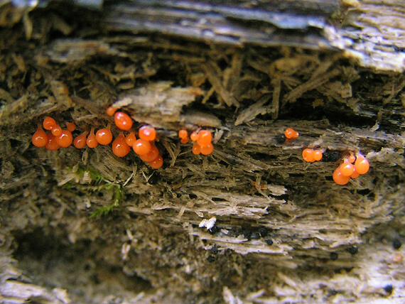 slizovka Myxomycetes