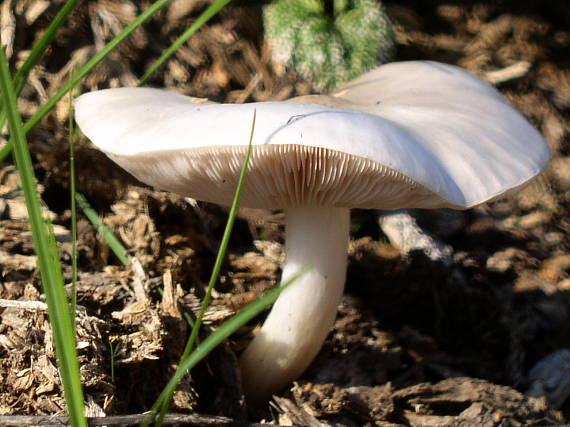 štítovka Pluteus sp.