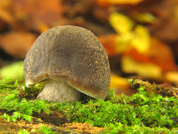 štítovka Pluteus sp.