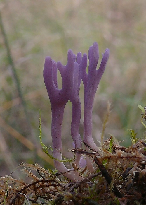 pastrapačka? Ramariopsis pulchella?