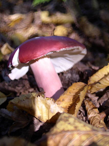 plávka Russula sp.