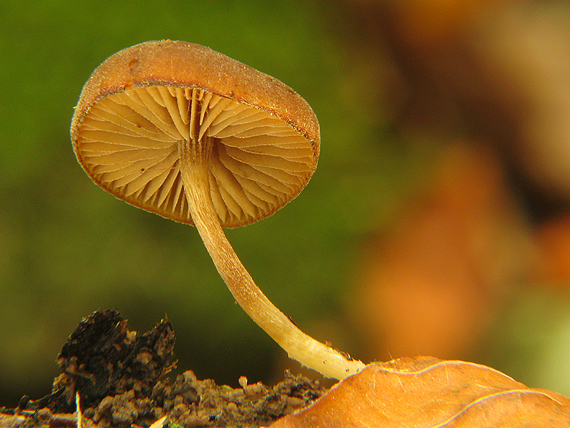 smeťovička hnedoolivová ? Simocybe centunculus (Fr.) P. Karst