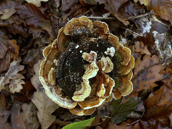 trúdnikovec pestrý ? Trametes versicolor (L.) Lloyd