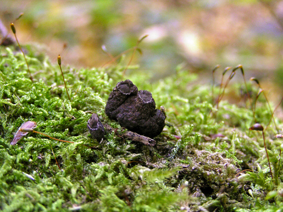 drevnatec Xylaria sp.