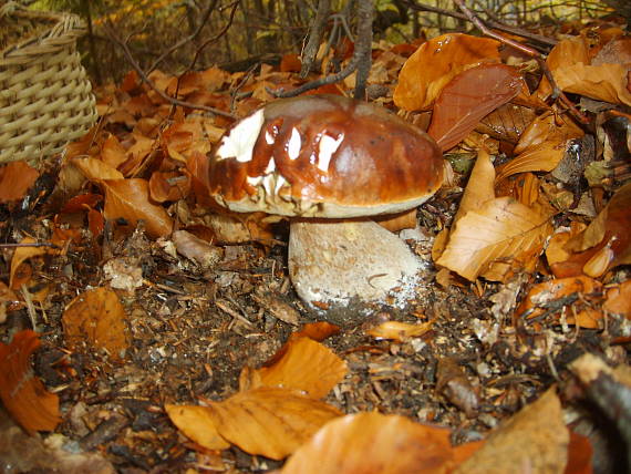 hríb smrekový boletus edulis Bull.