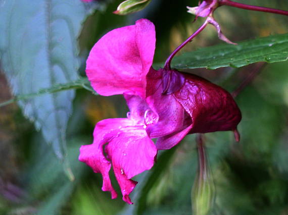 netýkavka žliazkatá (impatiens glandulosa)