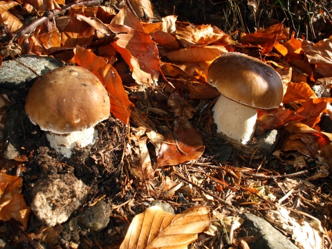 hríb smrekový Boletus edulis Bull.