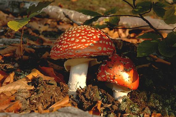 muchotrávka červená Amanita muscaria (L.) Lam.