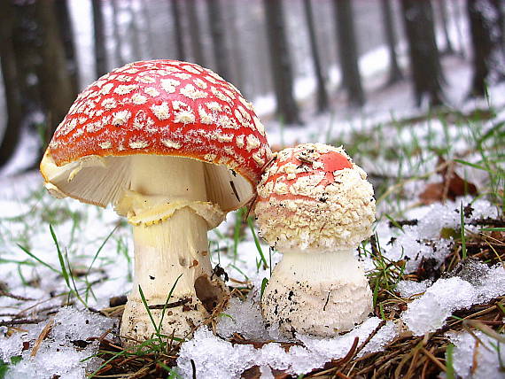 muchotrávka červená Amanita muscaria (L.) Lam.