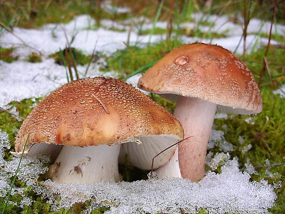 muchotrávka červenkastá Amanita rubescens Pers.